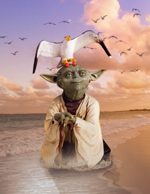 yoda and the seagulls